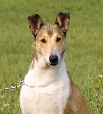 CH SK, J CH SK Mighty´s Spring Meadow Linn Lowri